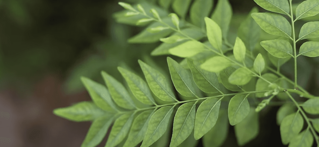 11 Incredible Health Benefits of Curry Leaves 